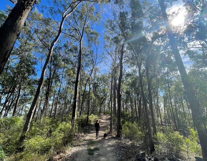 Moggill reserve Path