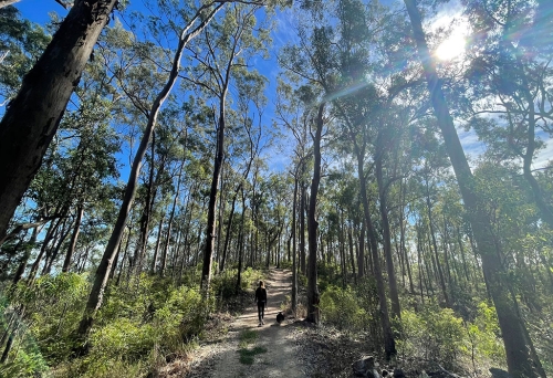 Moggill reserve Path