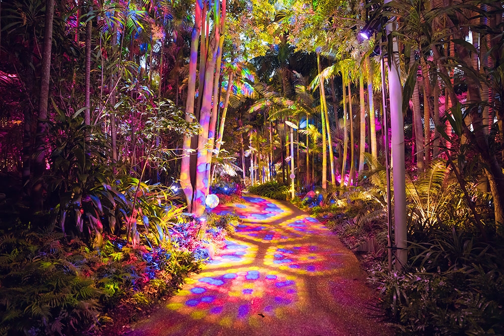Lit up trees and path at The Enchanted Garden