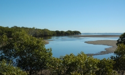 mangroves and bay at low tide inside tabbil ban dhagan Nudgee beach